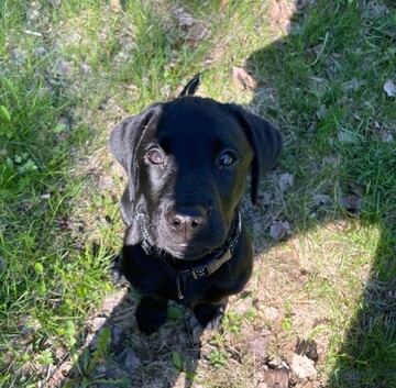 Noutajapentujen alkeiskurssi