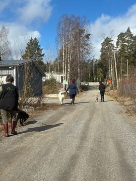Koiranpäivän yhteiskävely 24.4.2026