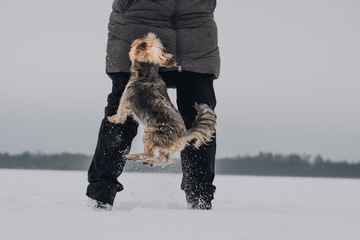 Koiratanssin tutustumiskurssi