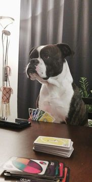 Pelikerho