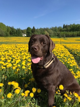 Noutajien vakioryhmä